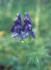  Aconitum Ambiguum Extract  